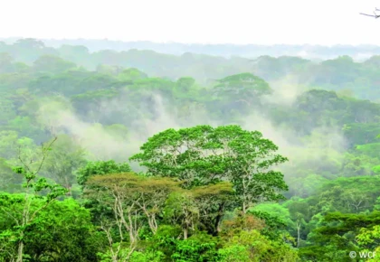 a forêt de Taï - un sanctuaire écologique ivoirien classé par l’UNESCO