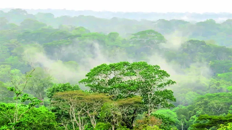 a forêt de Taï - un sanctuaire écologique ivoirien classé par l’UNESCO