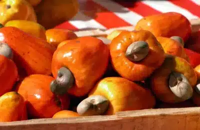 La Côte d’Ivoire va exporter plus de 100 000 tonnes de noix de cajou