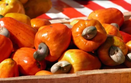 La Côte d’Ivoire va exporter plus de 100 000 tonnes de noix de cajou