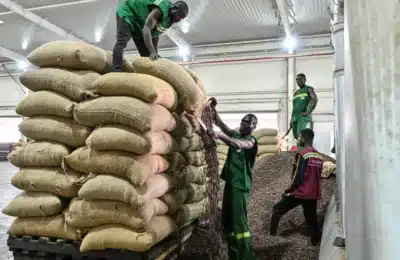 Côte d'Ivoire : deux leaders d'organisations de planteurs de cacao incacérés