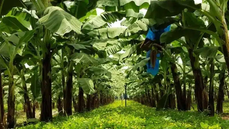 Côte d'Ivoire : scandale des pesticides dans une bananeraie
