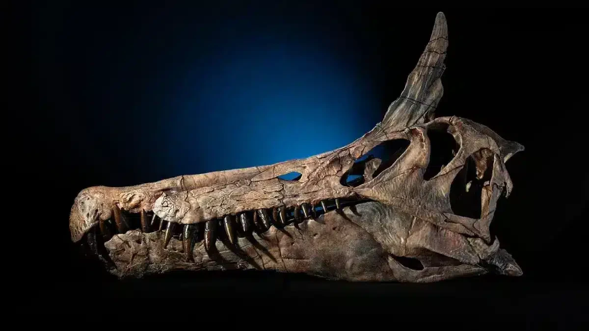 Découverte du dinosaure Spinosaurus au Niger
