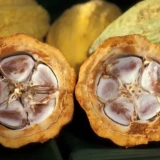 Côte d'Ivoire plusieurs tonnes de cacao bloquées dans les magasins