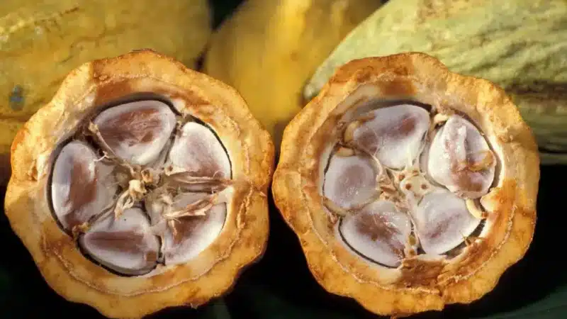 Côte d'Ivoire plusieurs tonnes de cacao bloquées dans les magasins