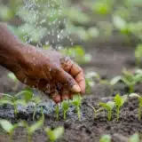 Côte d'Ivoire vers une exonération totale sur les engrais