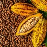 Crise du cacao en Côte d'Ivoire la tension monte, le Synapci s'impose