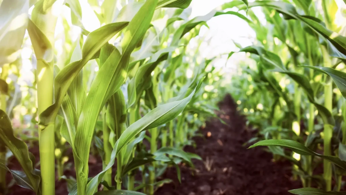 Agriculture ivoirienne : Les 5 priorités pas si choc du gouvernement