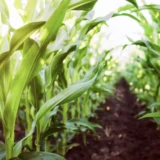 Agriculture ivoirienne - Les 5 priorités choc du gouvernement plantation de maïs