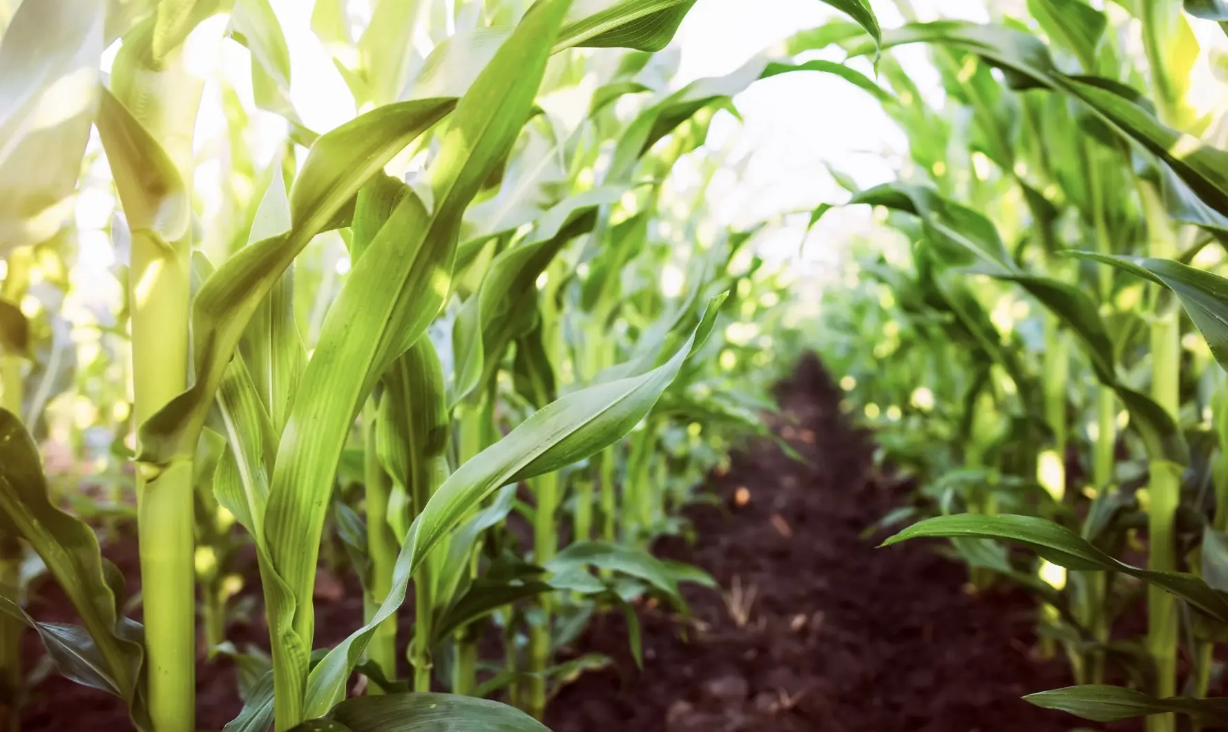 Agriculture ivoirienne - Les 5 priorités choc du gouvernement plantation de maïs