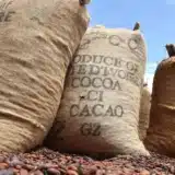 Côte d'Ivoire 757 sacs de cacao volés, le réseau démantelé par la BRI