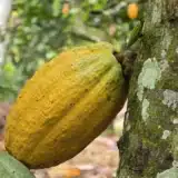 Côte d'Ivoire des réformes majeures annoncées dans la gestion de la filière cacao