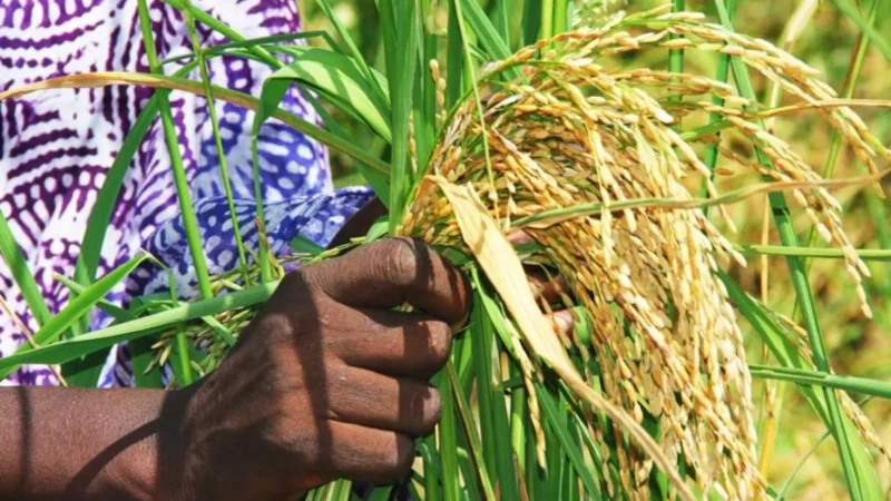 Côte d'Ivoire le plan choc du gouvernement pour réduire la dépendance au riz importé
