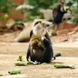 Côte d'Ivoire - Les singes sacrés du village de Gbétitapéa attirent les touristes