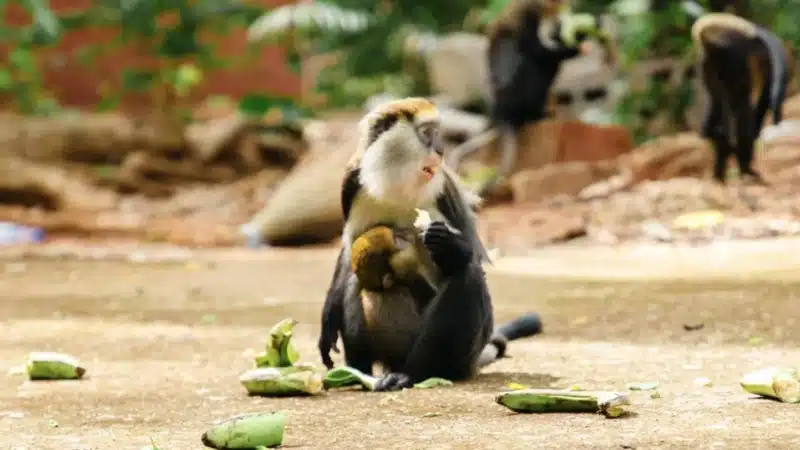 Côte d'Ivoire - Les singes sacrés du village de Gbétitapéa attirent les touristes