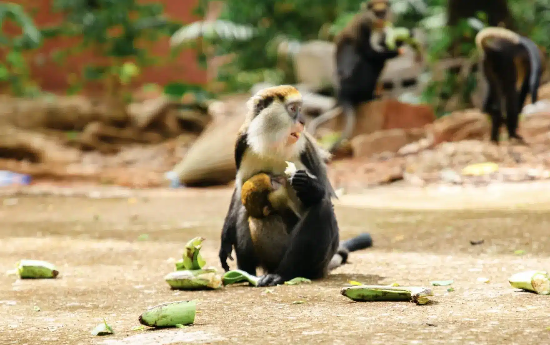 Côte d'Ivoire - Les singes sacrés du village de Gbétitapéa attirent les touristes