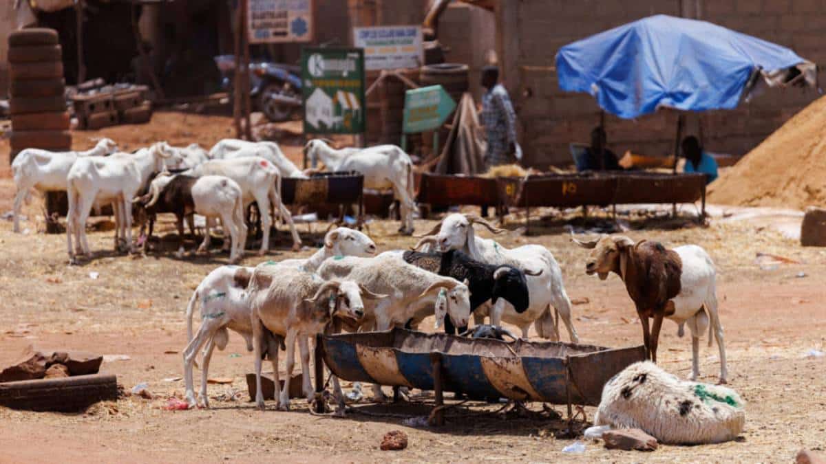 Le Mali relance les exportations de bétail vers la Côte d'Ivoire