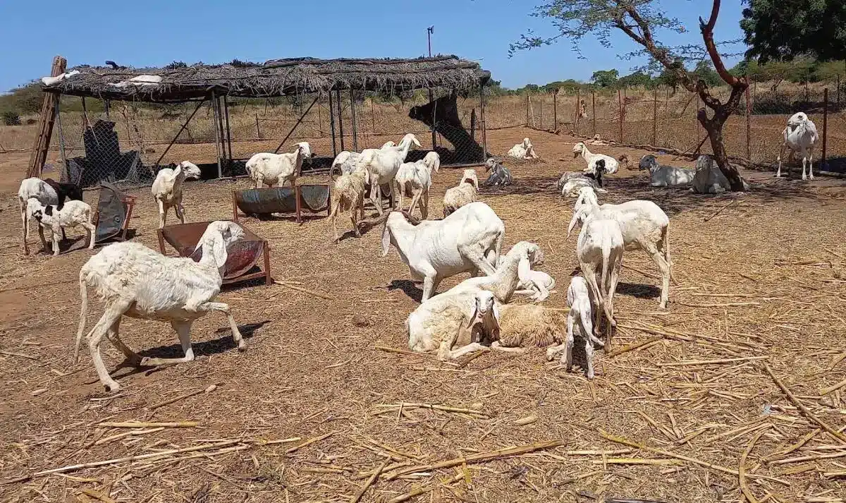 Côte d'Ivoire : privé du bétail burkinabè, le marché ivoirien fragilisé