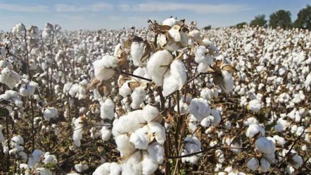 Bénin : l'or blanc s'impose en tête de la balance commerciale malgré le repli trimestriel