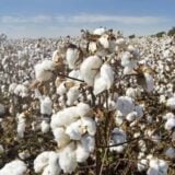 Bénin : l'or blanc s'impose en tête de la balance commerciale malgré le repli trimestriel