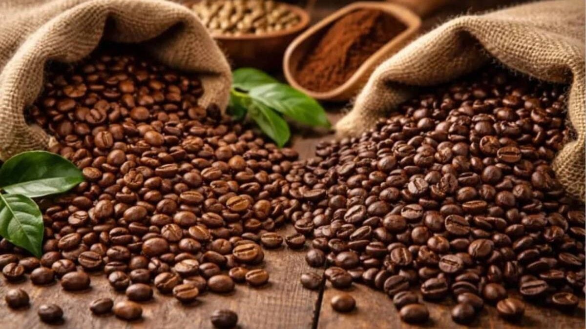 Côte d'Ivoire : le plan de Karibu Coffee pour valoriser le robusta
