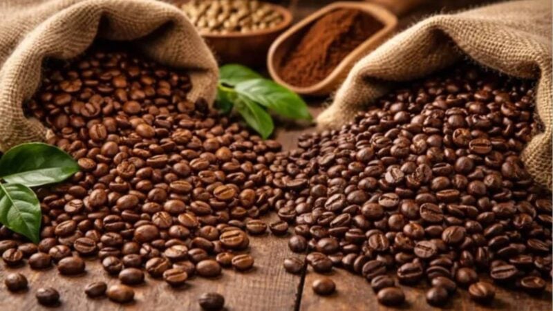 Côte d'Ivoire : le plan de Karibu Coffee pour valoriser le robusta