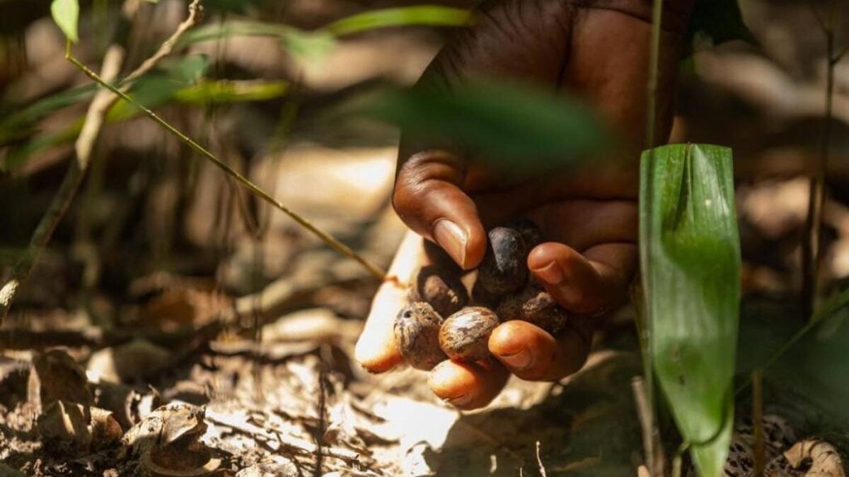 Côte d'Ivoire : l'hévéa diversifie ses revenus