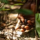 Côte d'Ivoire : l'hévéa diversifie ses revenus