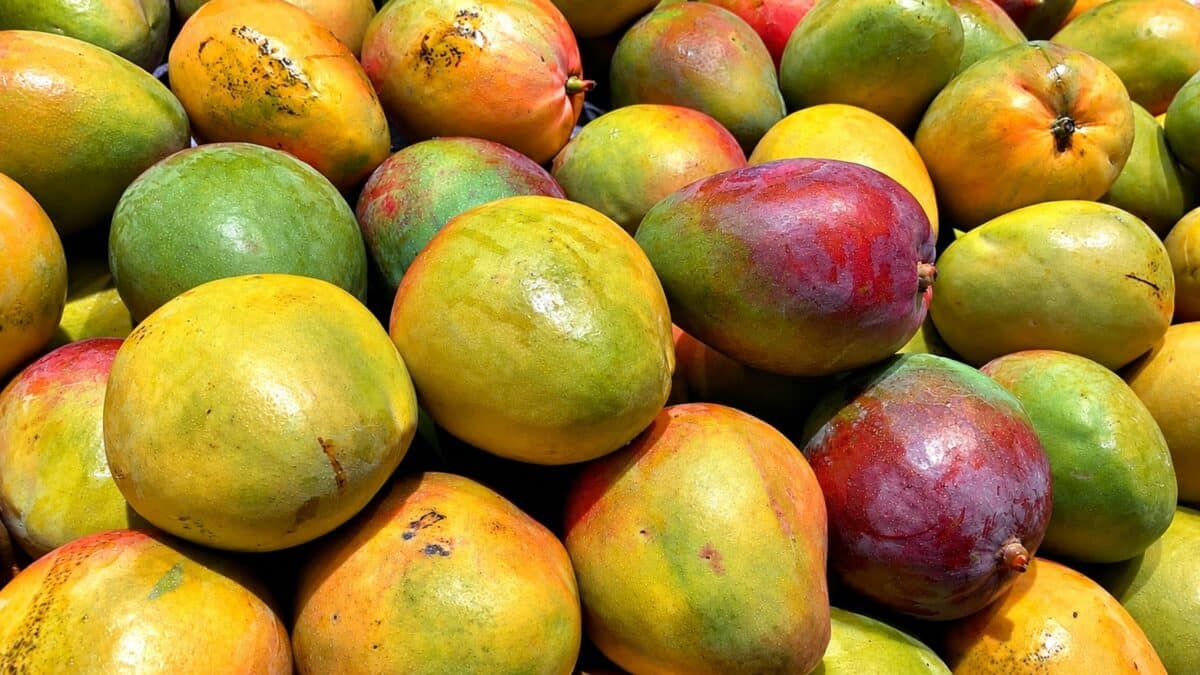 Mangue ivoirienne interdite en Europe : 15 exportateurs écartés