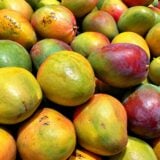 Mangue ivoirienne interdite en Europe : 15 exportateurs écartés