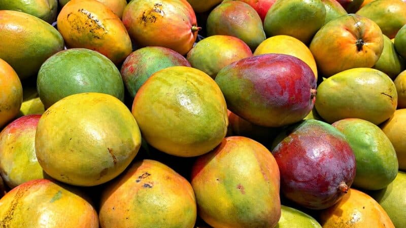 Mangue ivoirienne interdite en Europe : 15 exportateurs écartés