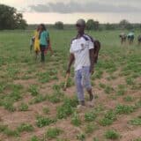 Météo Sénégal : cultivateurs dans un champ d'arachide à Djissa Aliou, région de Kaolack, avant les récoltes