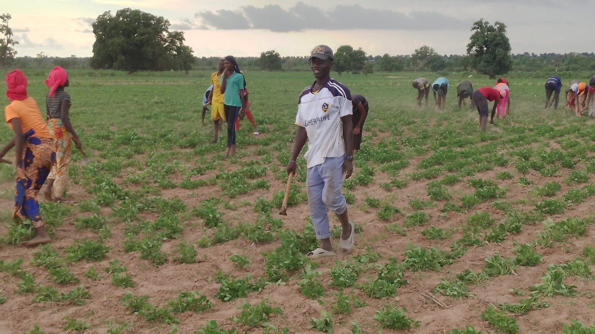 Météo Sénégal : cultivateurs dans un champ d'arachide à Djissa Aliou, région de Kaolack, avant les récoltes