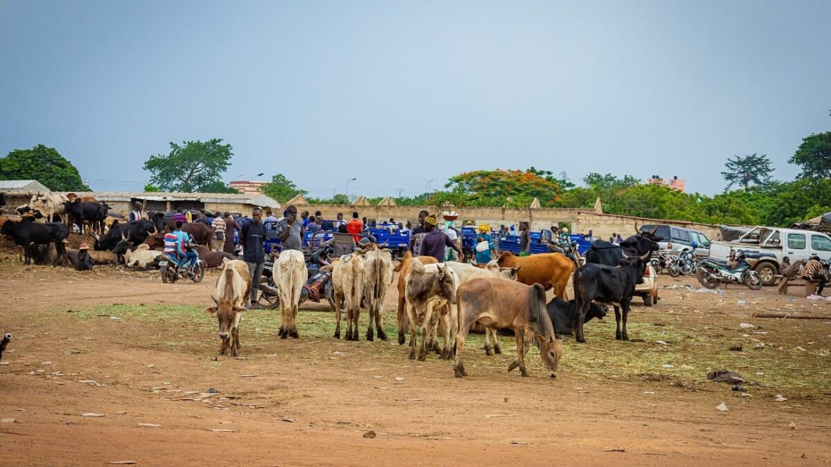 PONADEPA II : vente de bœuf à Yamoussoukro, en Côte d'Ivoire