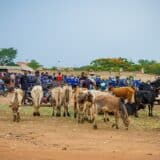 PONADEPA II : vente de bœuf à Yamoussoukro, en Côte d'Ivoire