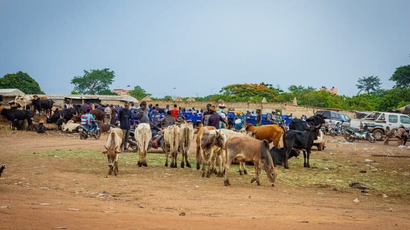 PONADEPA II : vente de bœuf à Yamoussoukro, en Côte d'Ivoire