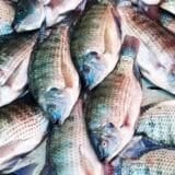 Prix du poisson à Daloa : étal de poissons, au cœur de la colère des vendeuses de poisson congelé