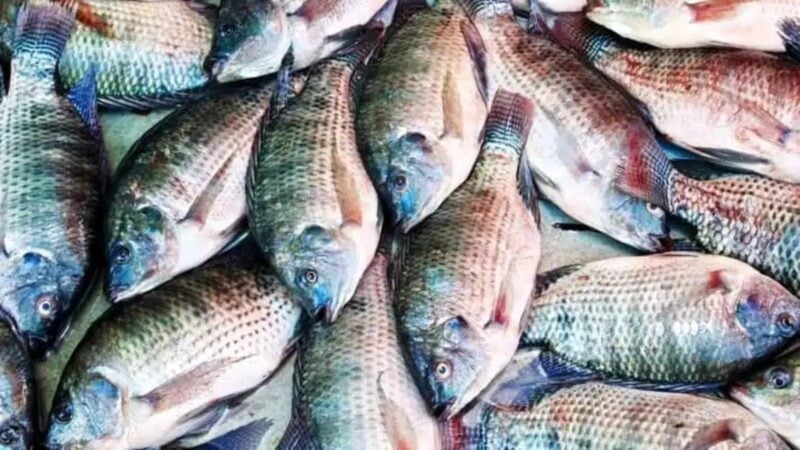 Prix du poisson à Daloa : étal de poissons, au cœur de la colère des vendeuses de poisson congelé