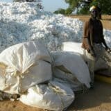 UEMOA, coton, phosphate et riz : récolte de coton à Dourtenga, au Burkina Faso