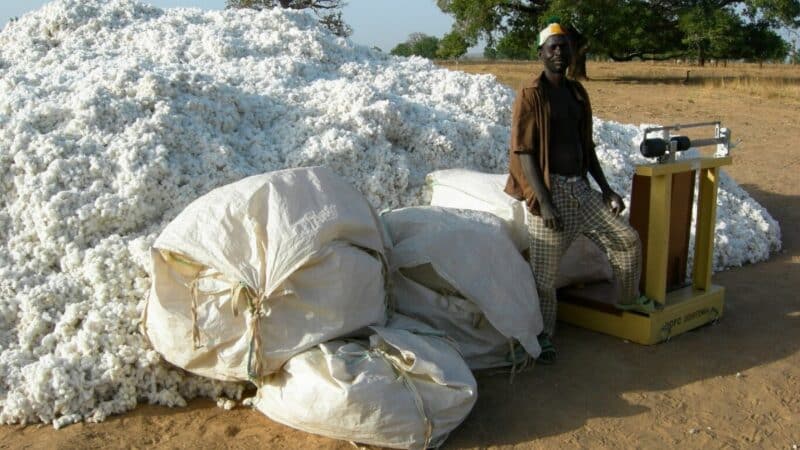 UEMOA, coton, phosphate et riz : récolte de coton à Dourtenga, au Burkina Faso