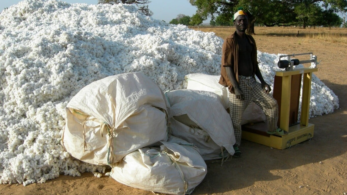 UEMOA, coton, phosphate et riz : récolte de coton à Dourtenga, au Burkina Faso